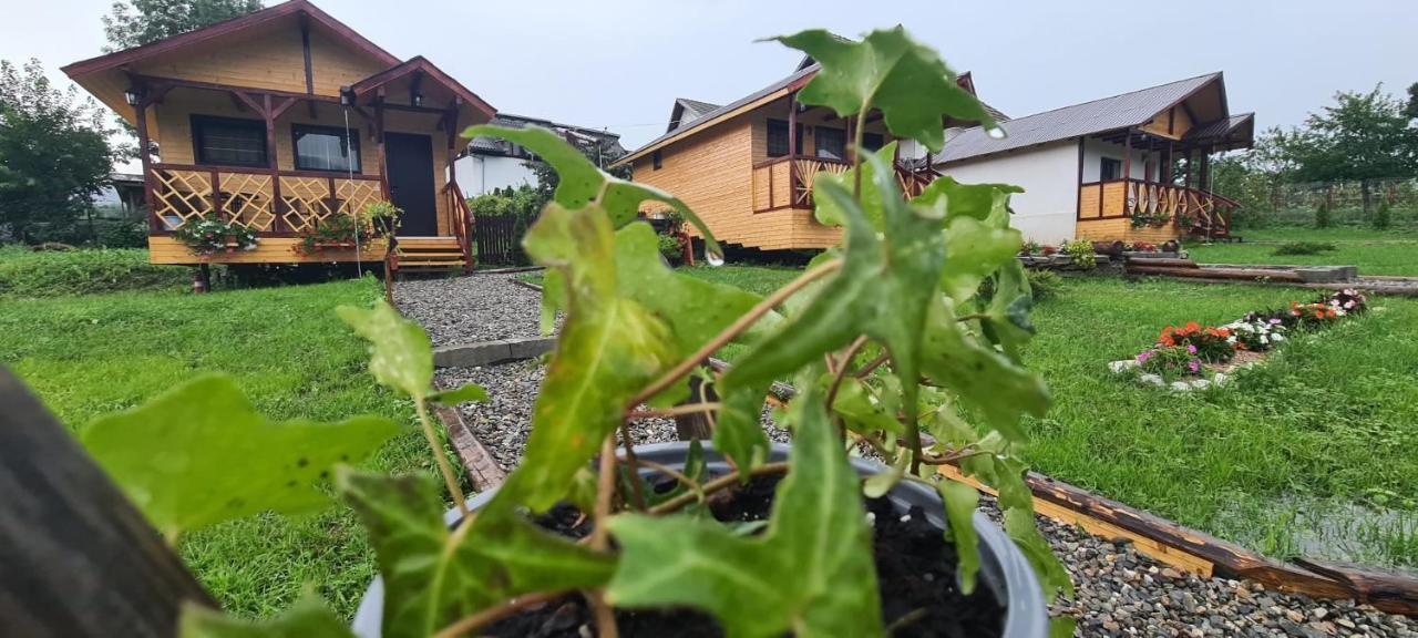 Baltina Parc Transfagarasan Villa Curtea de Argeş Екстериор снимка
