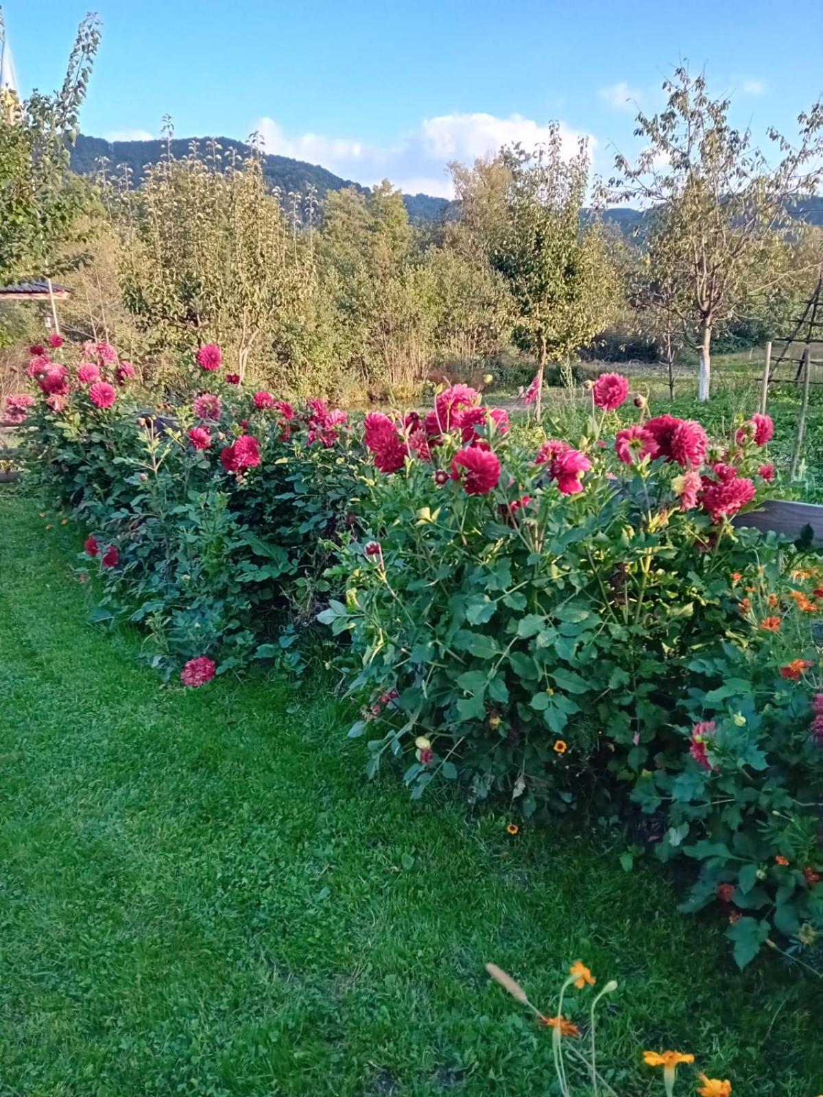 Baltina Parc Transfagarasan Villa Curtea de Argeş Екстериор снимка